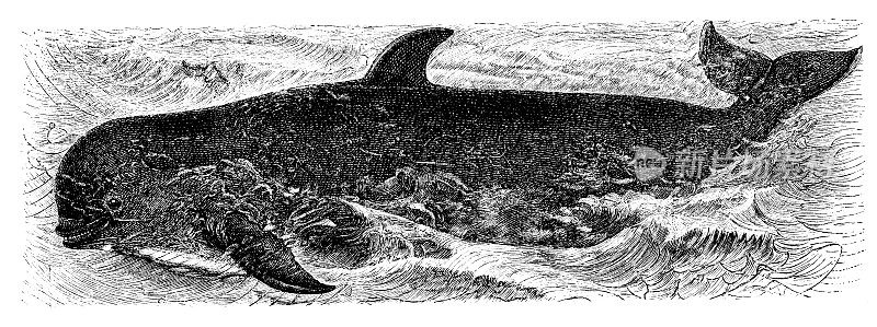 长鳍领航鲸(长鳍领航鲸)