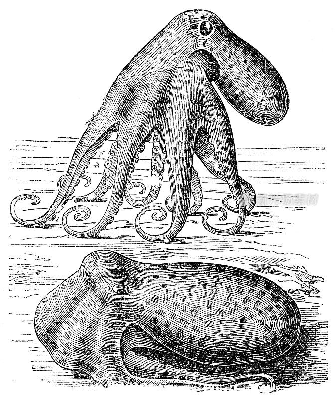 章鱼插图1892