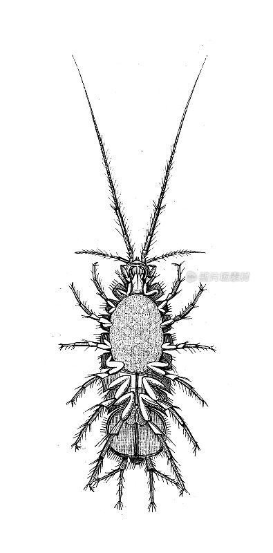 古代生物动物学图像:水小梁