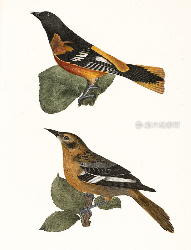金莺(男女)版画1844年