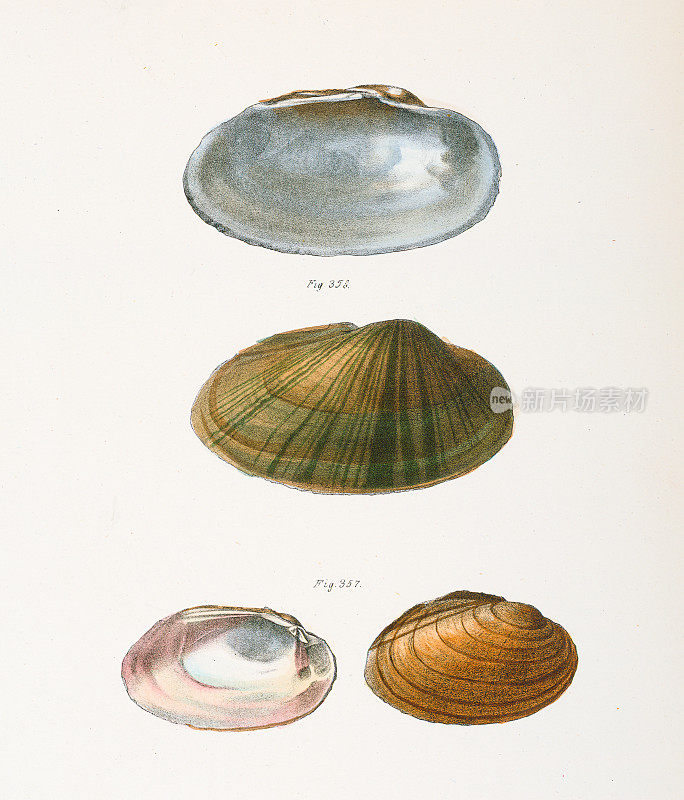四个棕色贝壳，1843年