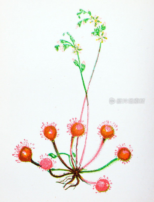 野生花卉的古董植物学插图:圆叶茅膏菜，圆叶Drosera