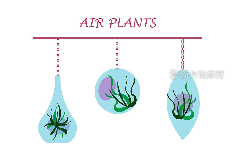 空气的植物