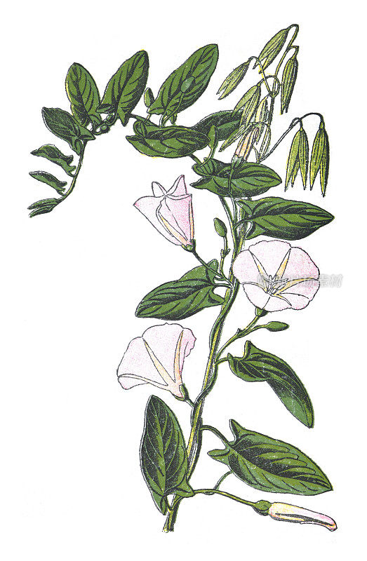 野旋草(旋花)——白色背景上的老式彩色插图