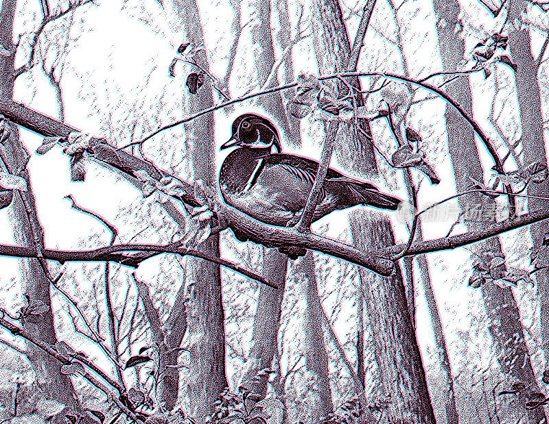 雄性木鸭在林地树枝上栖息