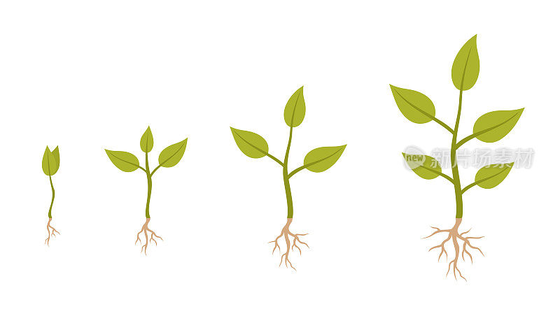 植物生长阶段信息图。在白色背景上具有孤立根的植物。平面矢量图