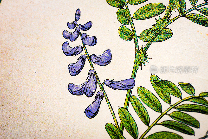 古色古香的植物学插图:紫薇，薇琪