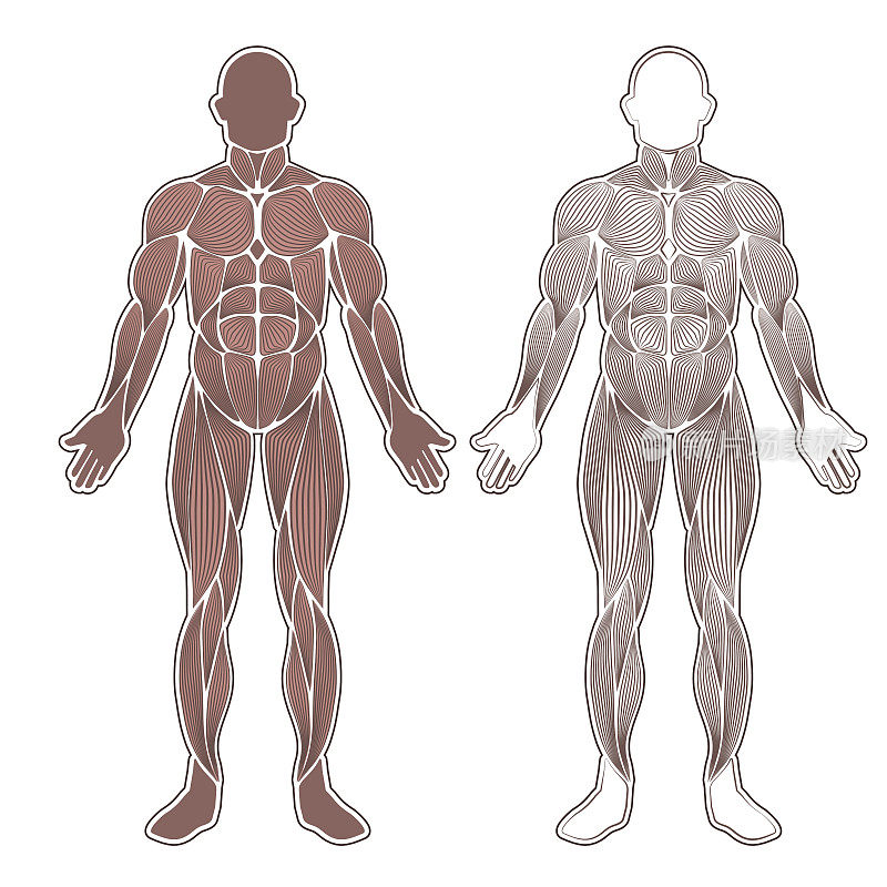 人类的肌肉轮廓