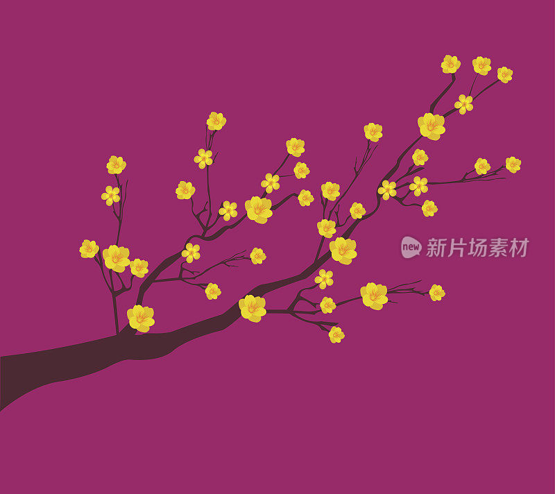 黄杏花，越南传统农历新年