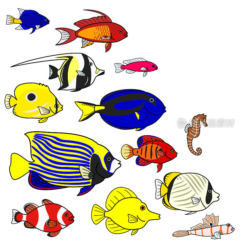热带海鱼种类