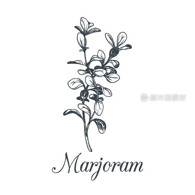 矢量马郁兰插图孤立。手写植物素描作标签或标签。卡片与香料绘图在雕刻风格。