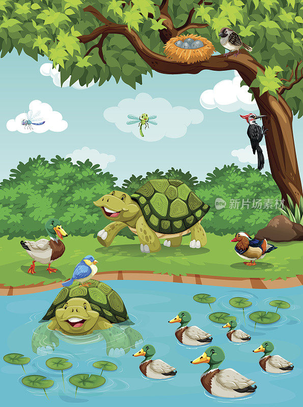 乌龟和鸭子在河边