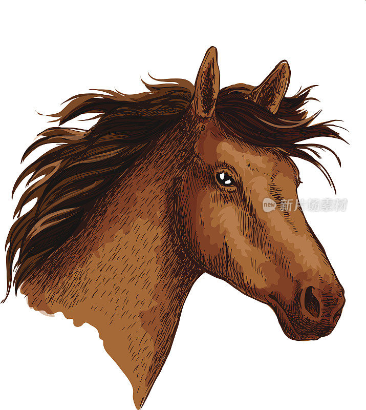 阿拉伯棕色野马头矢量草图符号