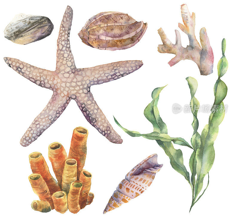 水彩水下集。手绘海带，珊瑚，海星，海卵石和贝壳孤立在白色背景。水生插图的设计，打印或背景。