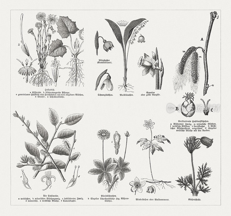 早春开花植物，木版，出版于1894年