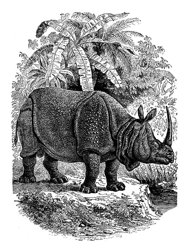 古董动物插图:犀牛