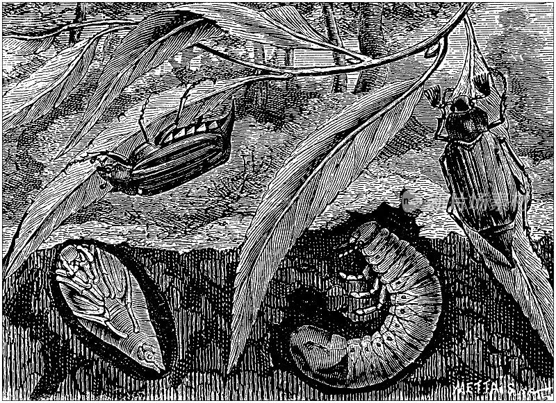 古董动物插图:金龟子，五月虫，甲虫，梅洛龙塔