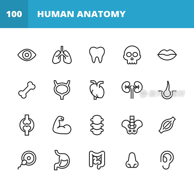 人体解剖线图标。可编辑的中风。像素完美。移动和网络。包含人体解剖学、人头、人手、肝、肺、心、消化系统、耳、眼、鼻、口、头骨、牙齿等图标。