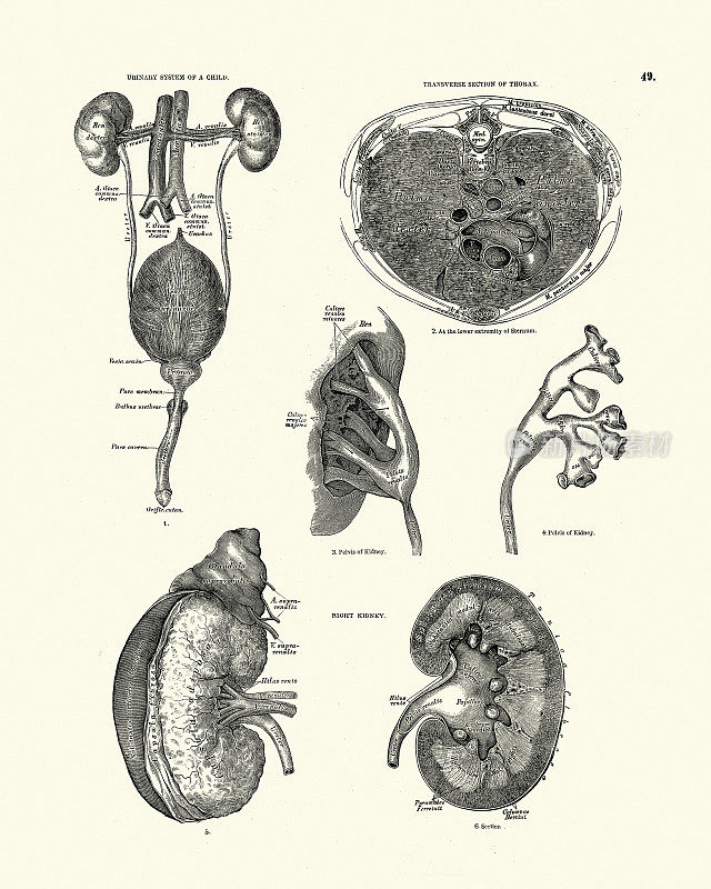 泌尿系统，胸腔，右肾，维多利亚解剖学图