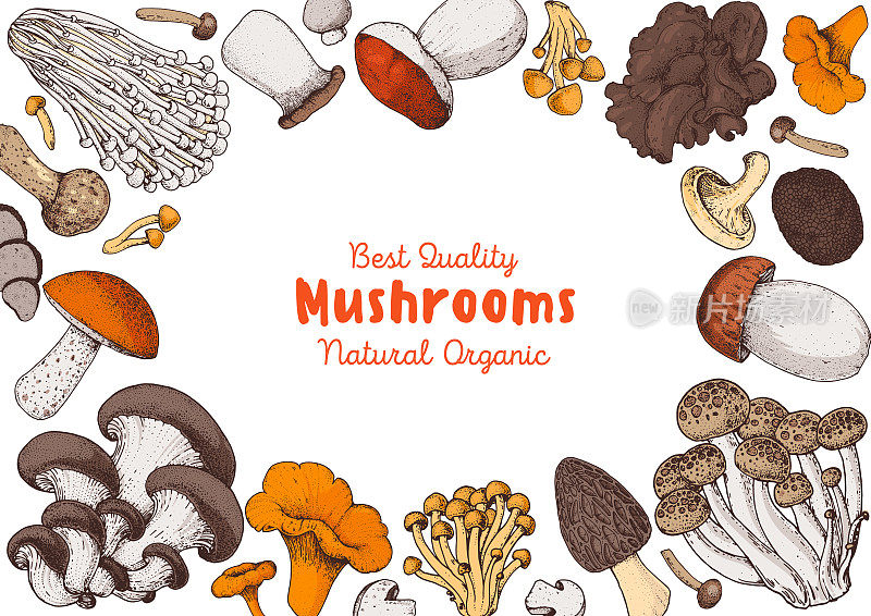 食用蘑菇手绘。矢量插图集合。手绘的食物。的蘑菇。有机食品。森林蘑菇。古董蘑菇背景。健康食品的说明。五彩缤纷的集合。