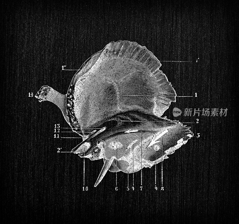 人体解剖骨骼古董插图，头骨:颞骨