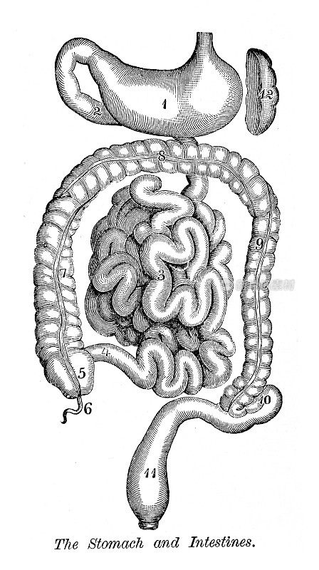 胃肠雕刻解剖学1872年