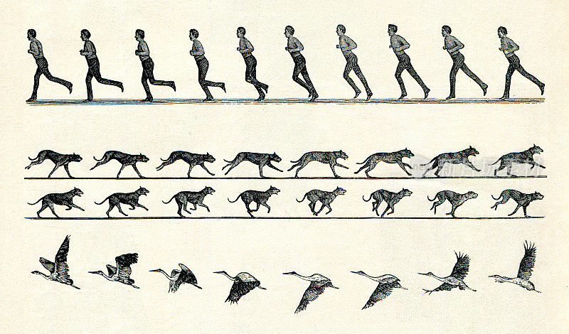 人跑鸟飞的运动研究1898