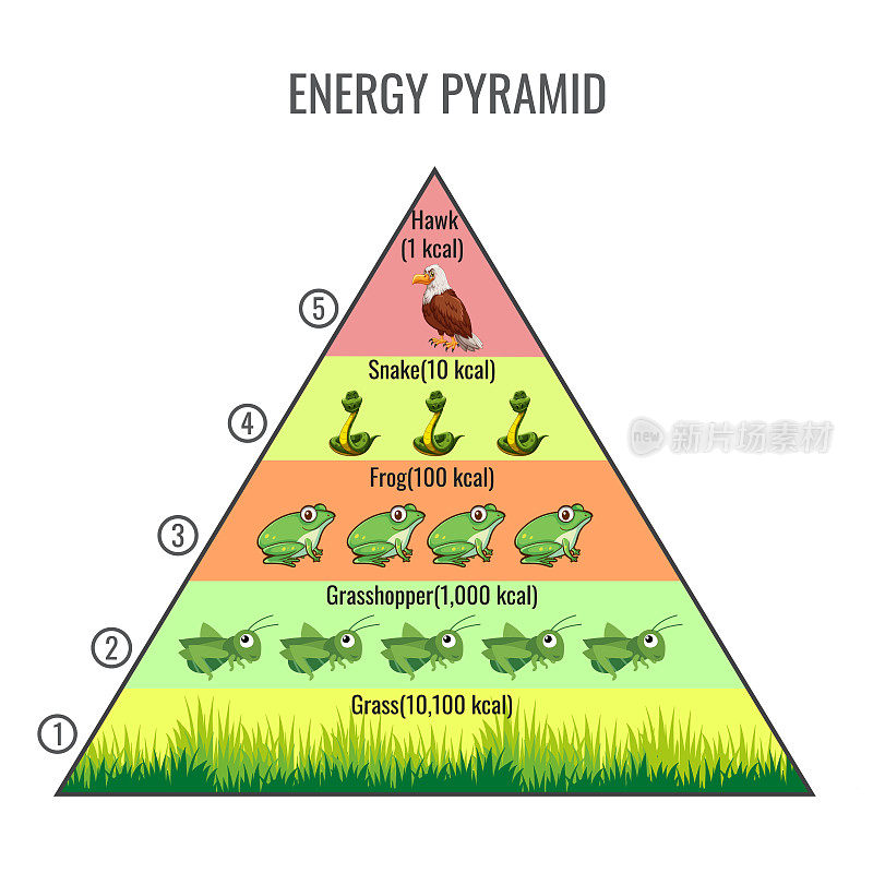 食物链和生态系统能量流矢量图