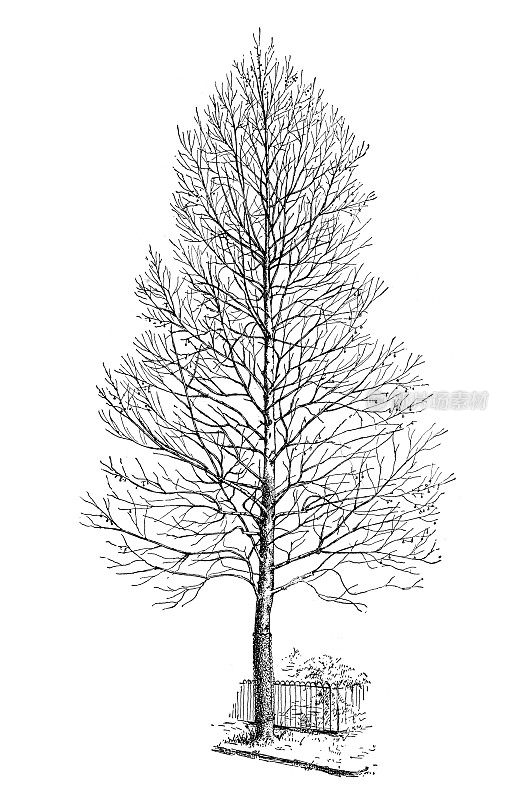 干树雕刻1892年