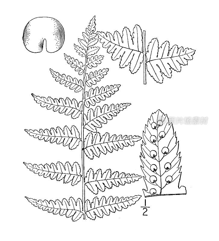 古植物学植物插图:冠毛蕨，冠盾蕨