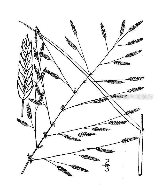 古植物学植物插图:画眉草果胶、紫色画眉草