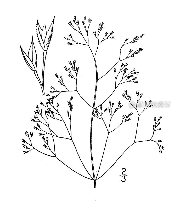 古植物学植物插图:新英格兰弯草