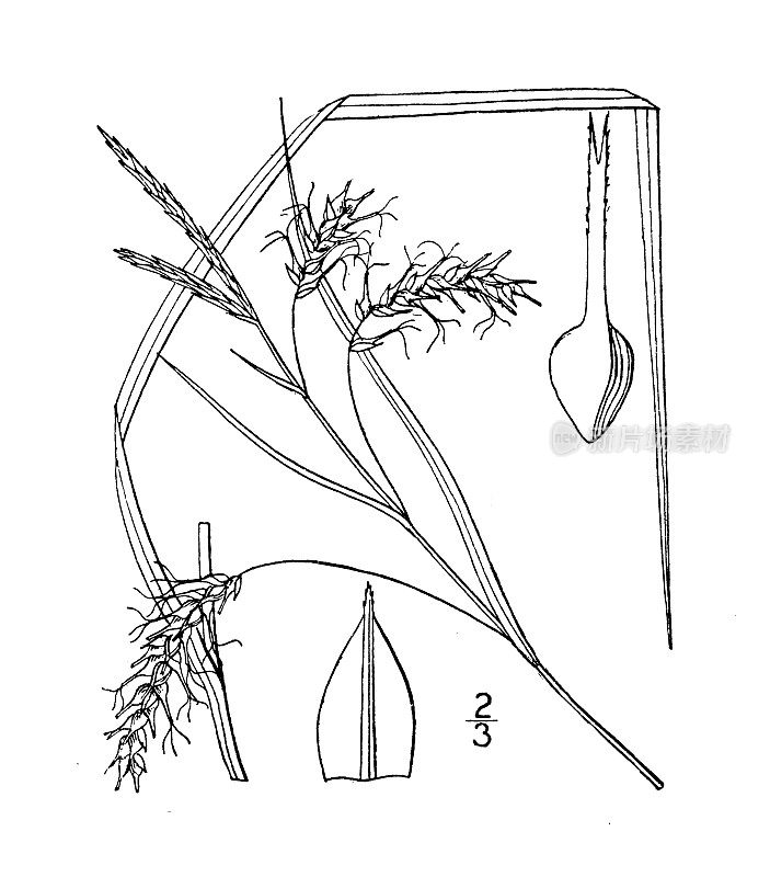 古植物学植物插图:苔草、苔草