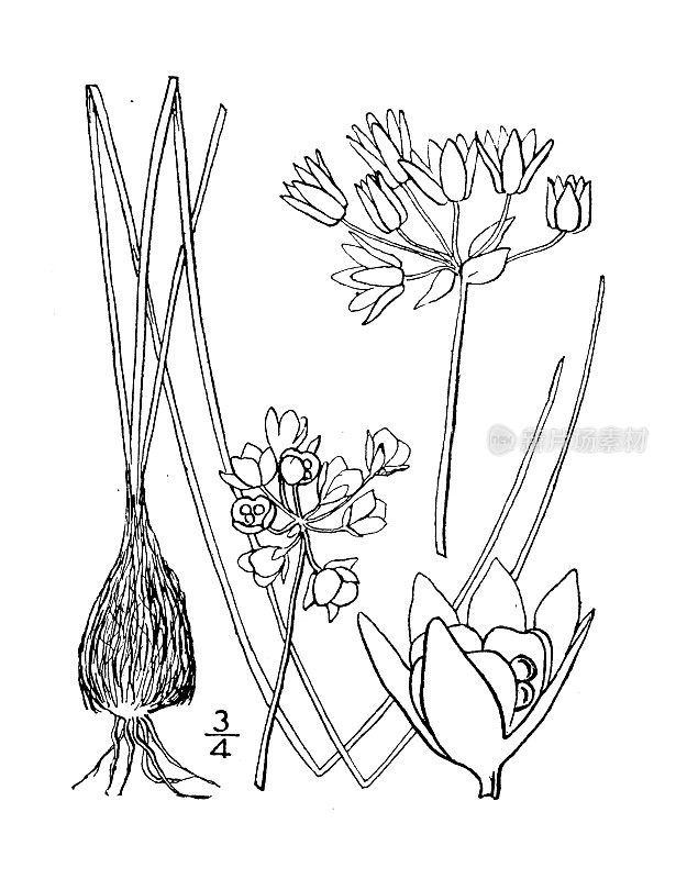 古董植物学植物插图:葱，野洋葱