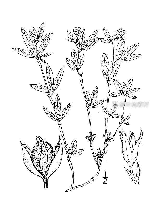 古董植物学植物插图:柱花草，铅笔花
