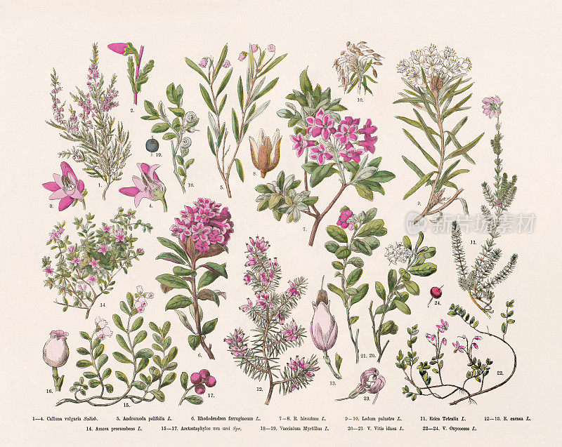 开花植物(被子植物，杜鹃花科)手工彩色木刻，1887年出版