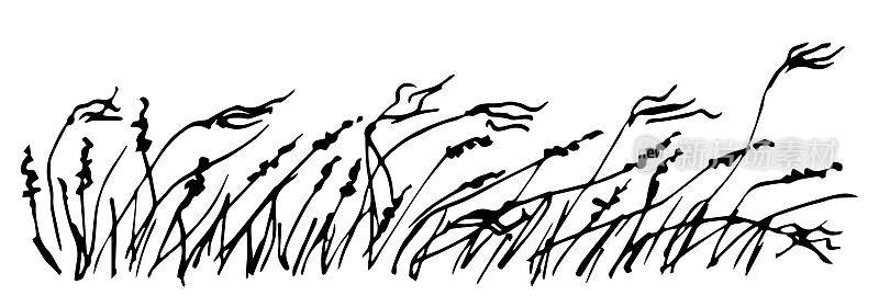 简单的黑色轮廓矢量绘图。野生草原羽毛草，大草原和沙漠的干植物和花序。自然和风景。草图在墨水。