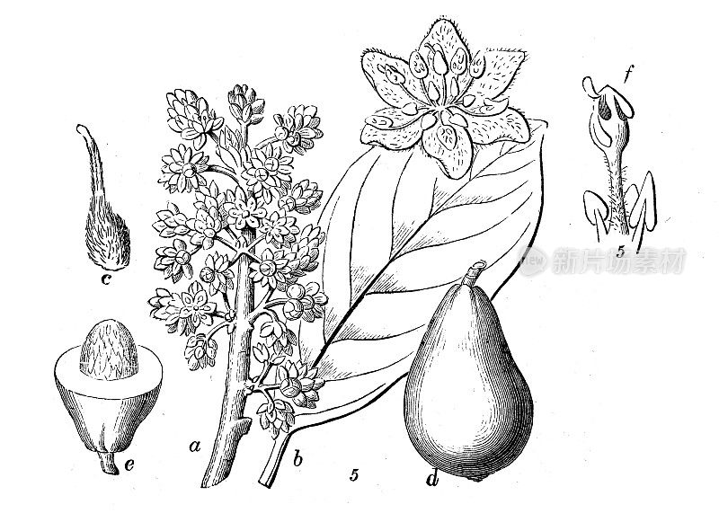 古董雕刻插图:鳄梨，波斯美洲