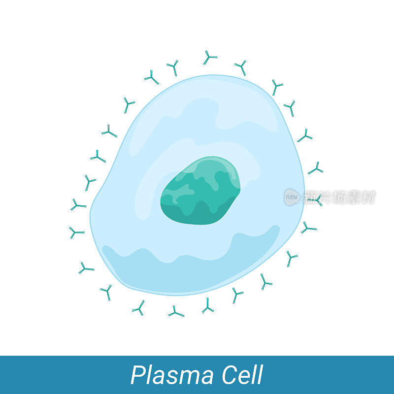 浆细胞来源于适应性免疫系统的b细胞