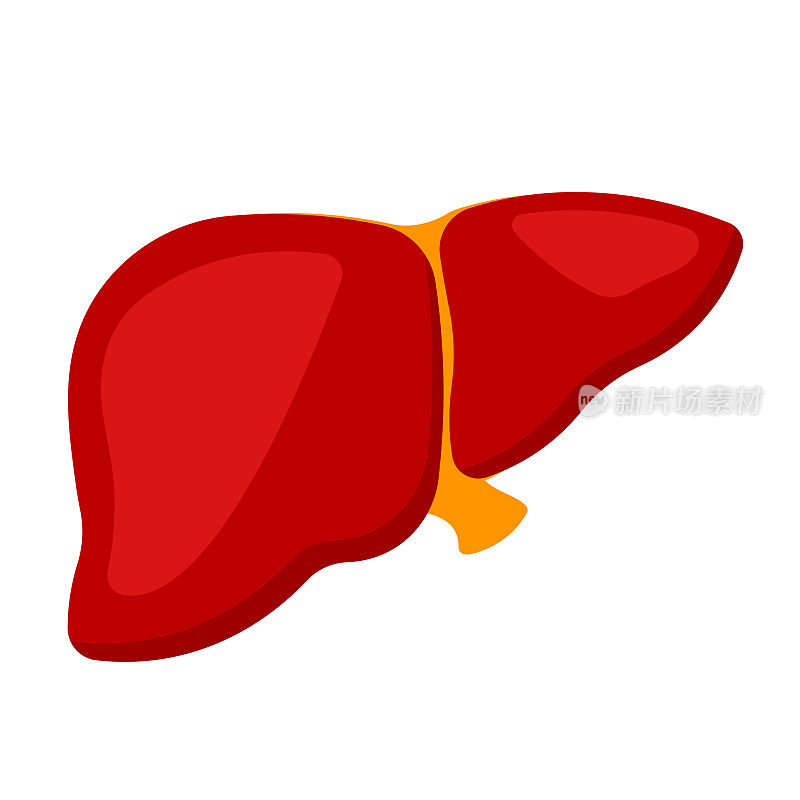 肝脏图标为人体解剖器官符号矢量插图