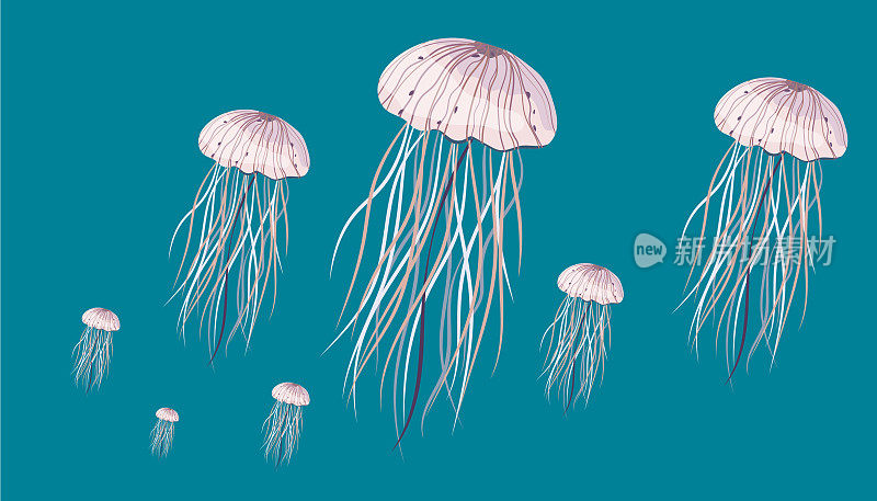 水母海洋生物背景矢量插图艺术