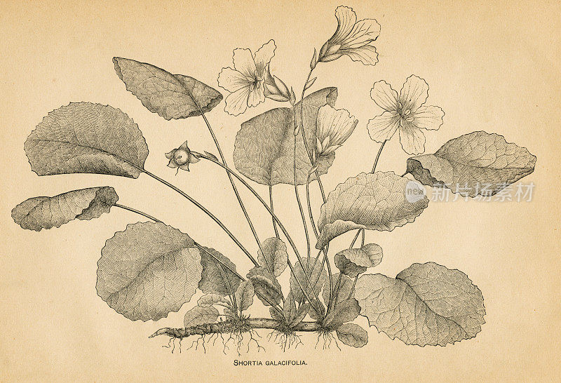 奥科尼钟植物雕刻1891年