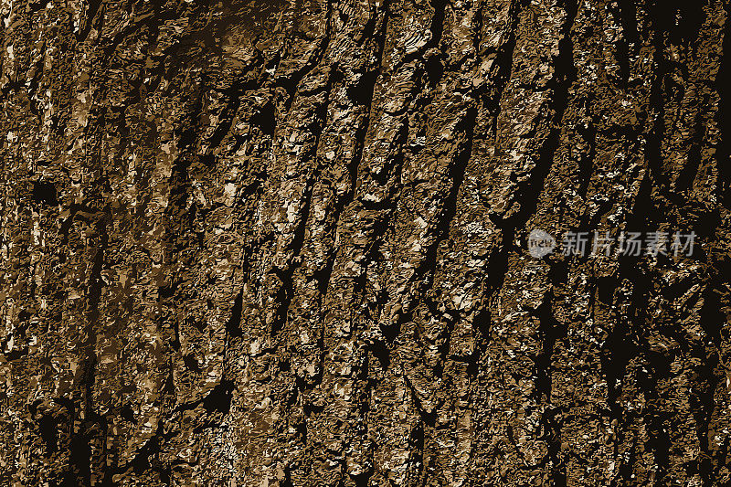 伊梅里亚橡树树皮背景图。英国橡树树皮的细节——拉丁名——栎。