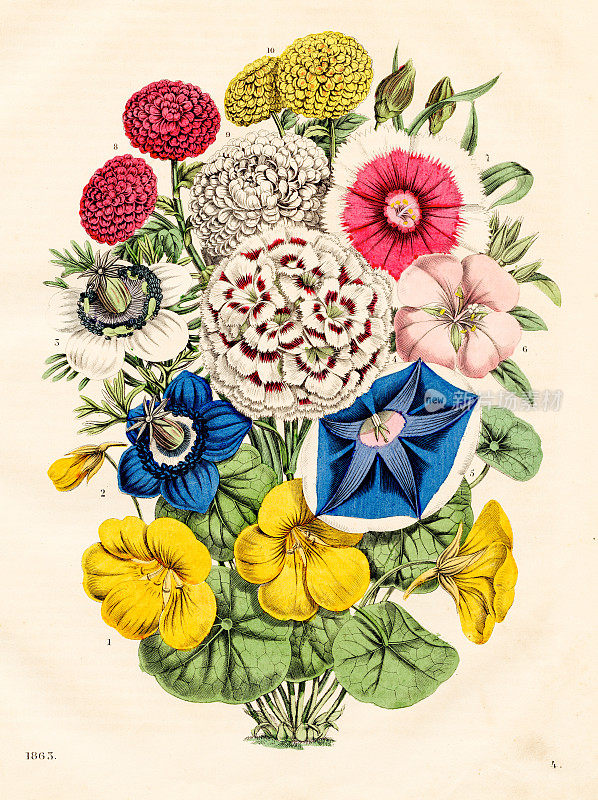 花:旱金莲、茴香、康乃馨、牵牛花、粉红仙女、少女粉、菊花――1863年《世界之书》中非常罕见的盘子