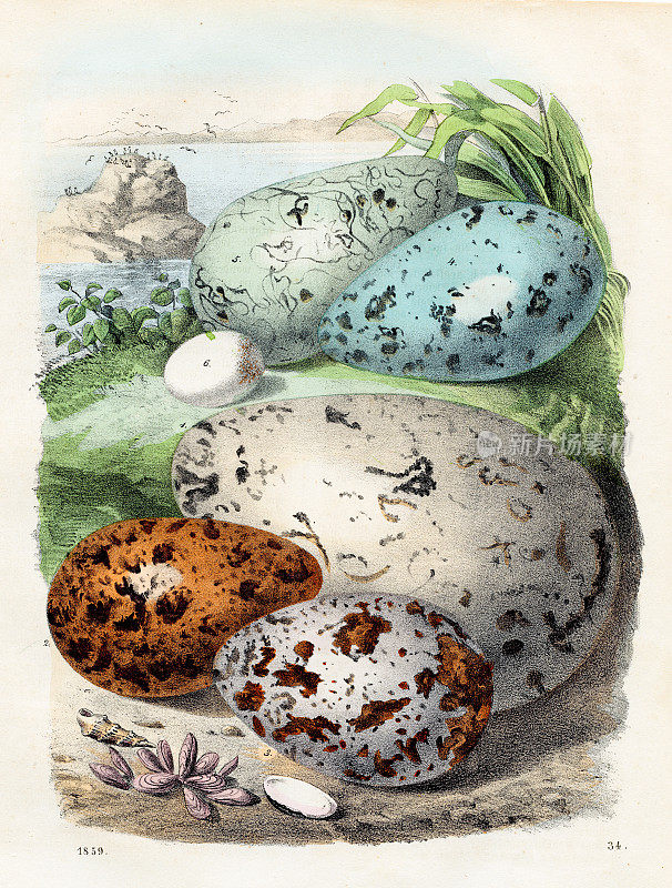 海鸟蛋:海雀蛋、海雀蛋、海燕蛋――出自1859年《世界书》的珍本