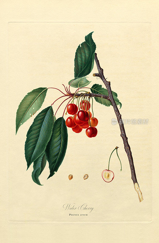 手工着色古董插图，樱桃，植物插图，大约1817年