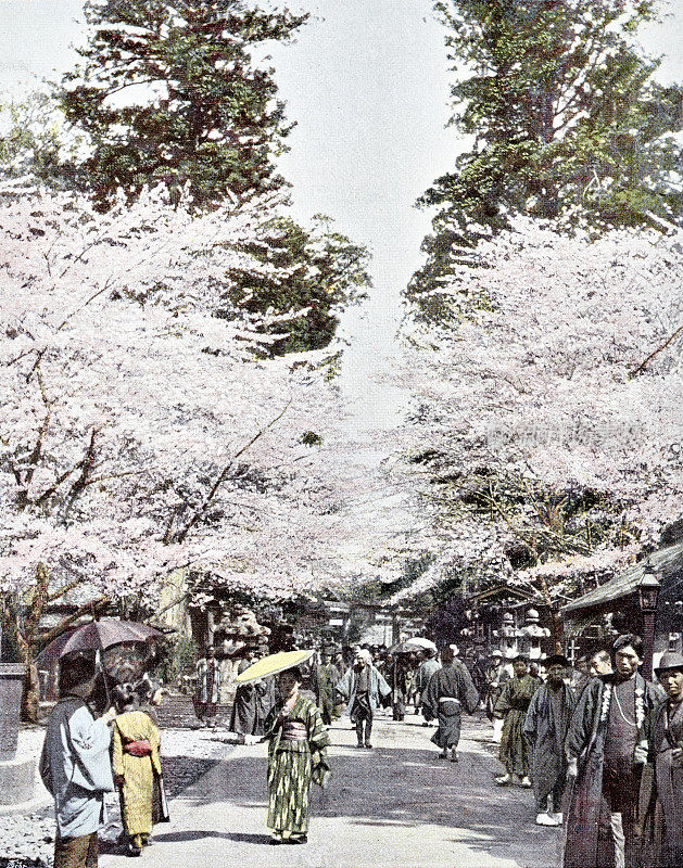 日本，东京公园樱花盛开
