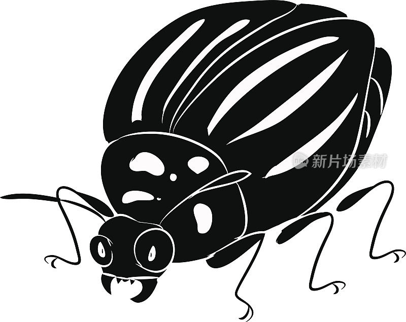 科罗拉多州马铃薯甲虫——马铃薯作物的害虫
