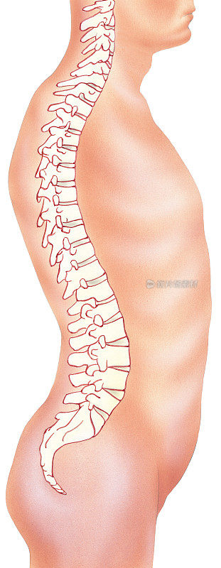 脊柱-原位侧视图
