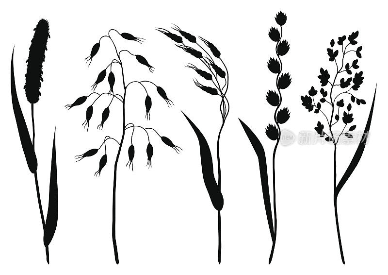 一组香草和谷物草剪影。用草甸植物收集的花